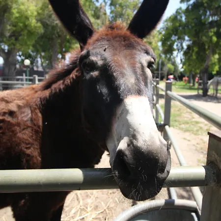 Baffone 3* Castel Volturno